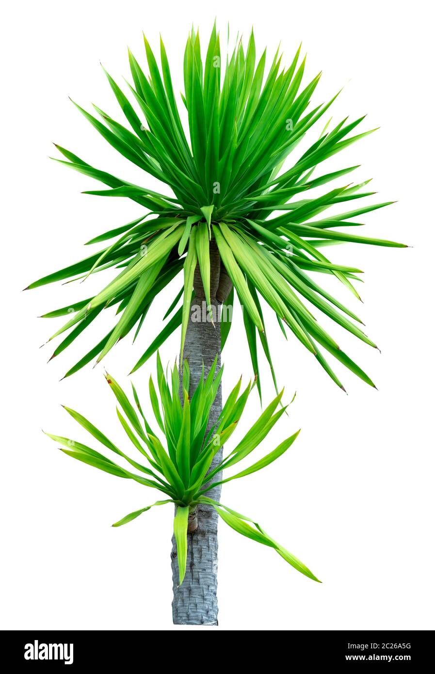 efeu groblttrig winterhart Groblttriger Efeu