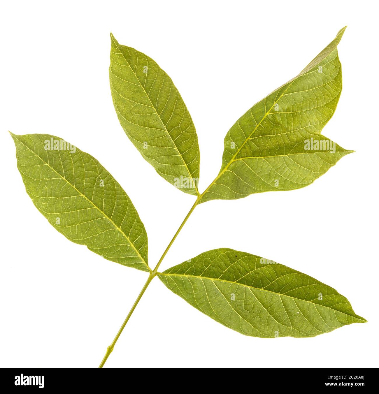Walnut leaves isolated on white Stock Photo
