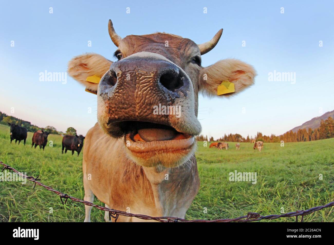 Wide-angle shot of a curious brown cow with horns in a pasture Stock Photo