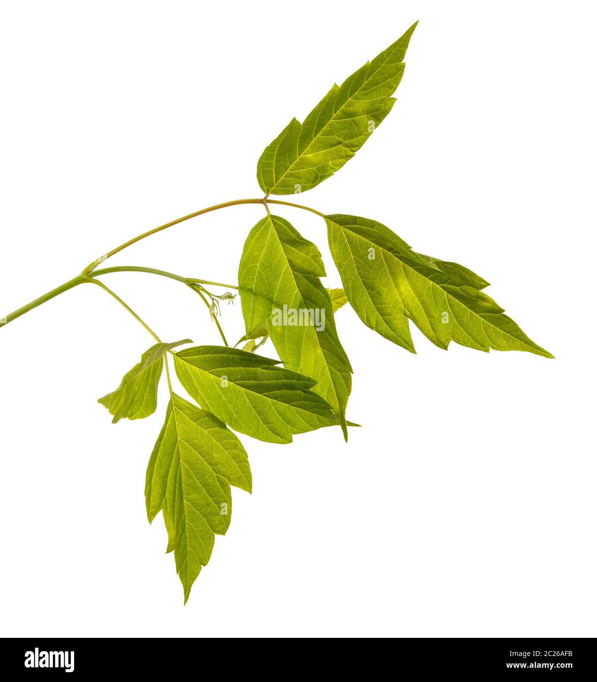 Maple branches with green leaves. Isolated on white Stock Photo - Alamy