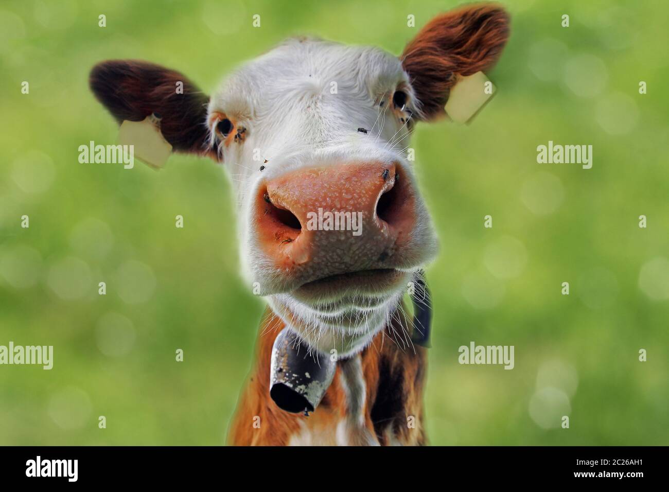 The head of a young curious Simmental cattle with bell Stock Photo