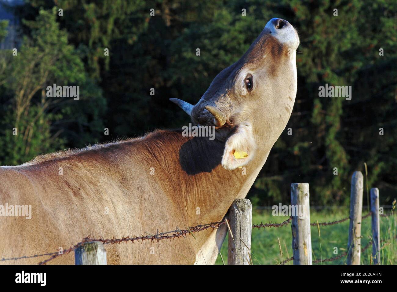 A young cow scratches its neck on a wooden post with relish Stock Photo