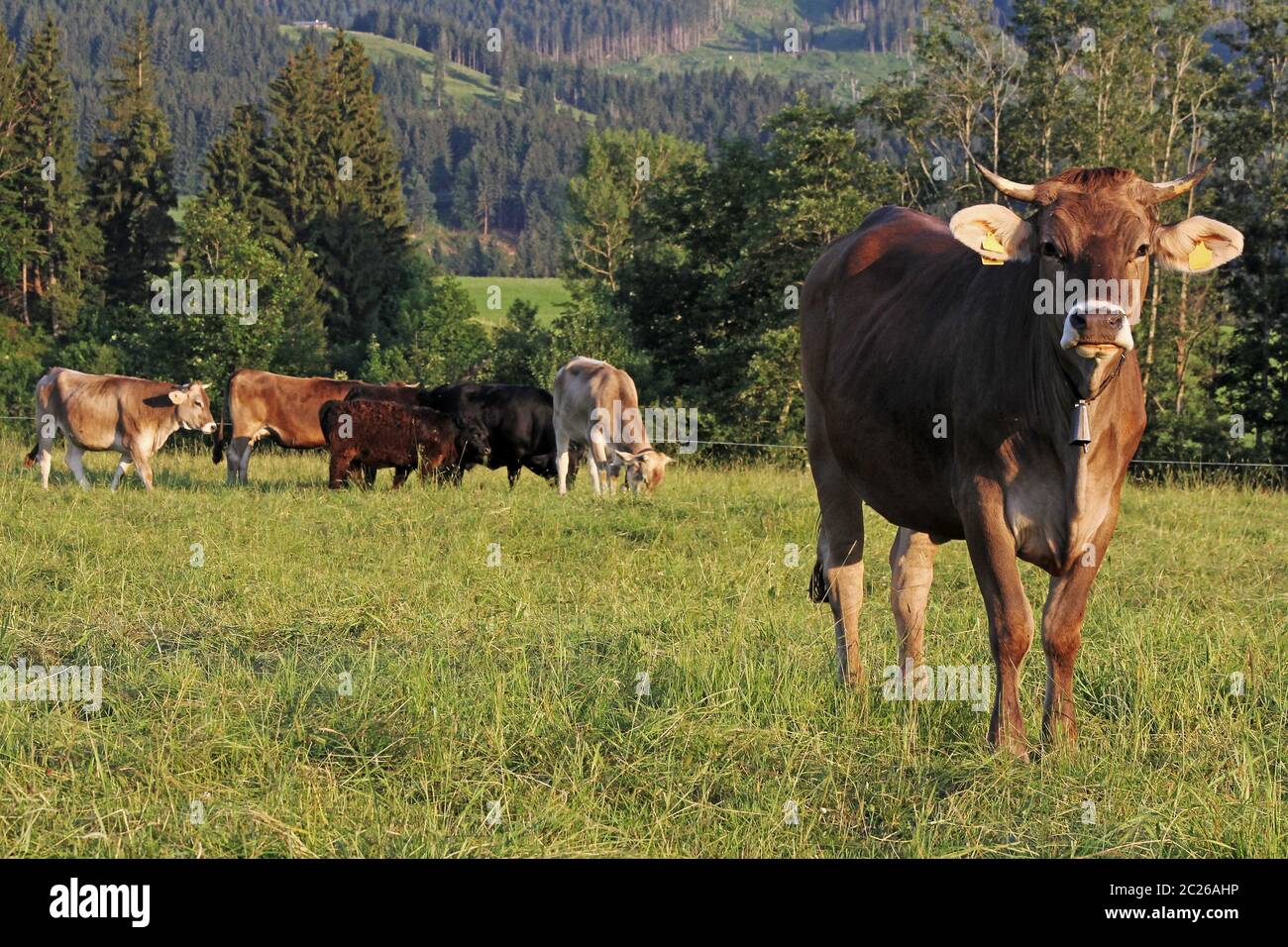 A herd of brown cattle with horns on a meadow in Bavaria Stock Photo