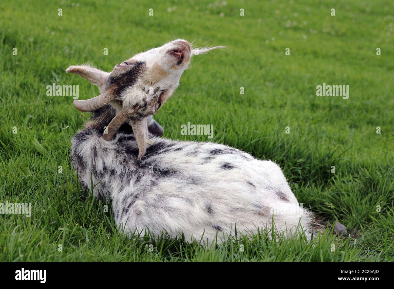A young goat scratches its back with its horns with pleasure Stock Photo