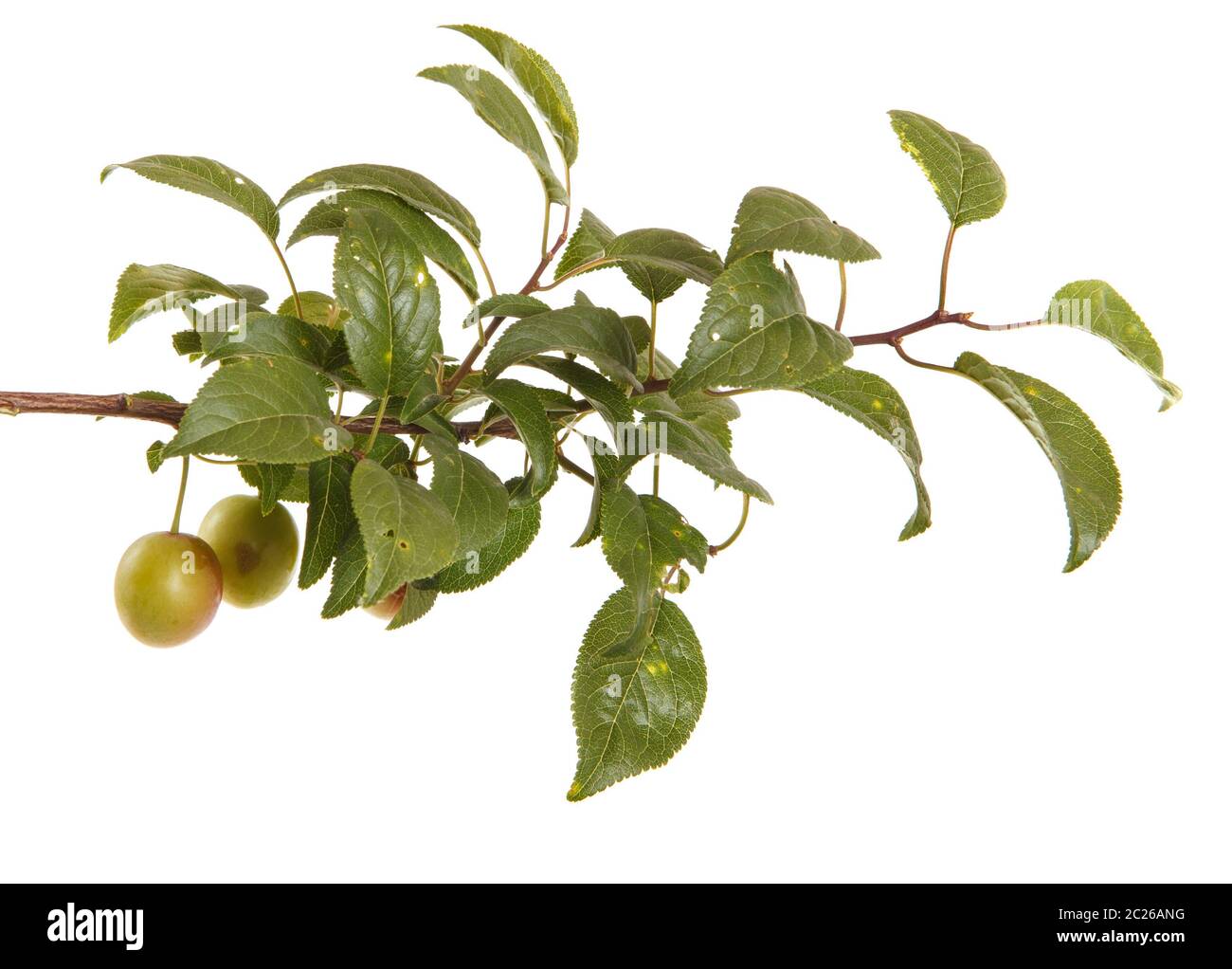 Cherry plum tree Cut Out Stock Images & Pictures Alamy