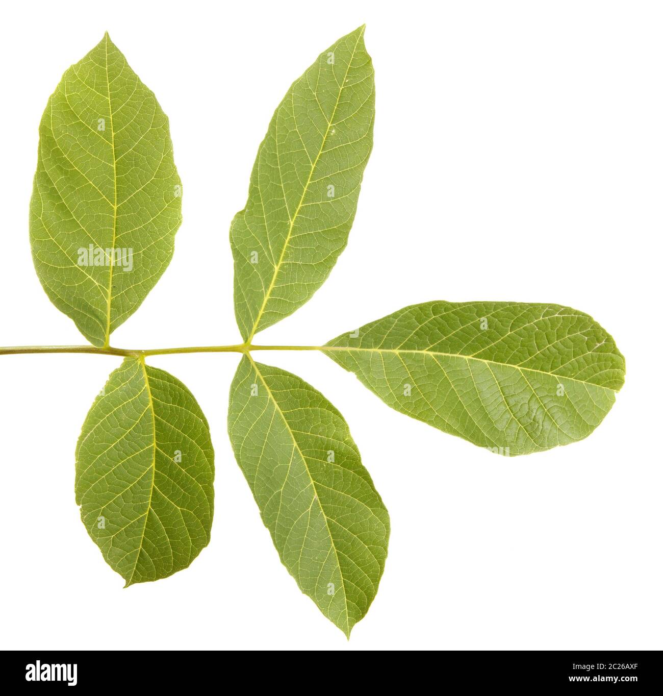 Walnut leaves isolated on white Stock Photo Alamy