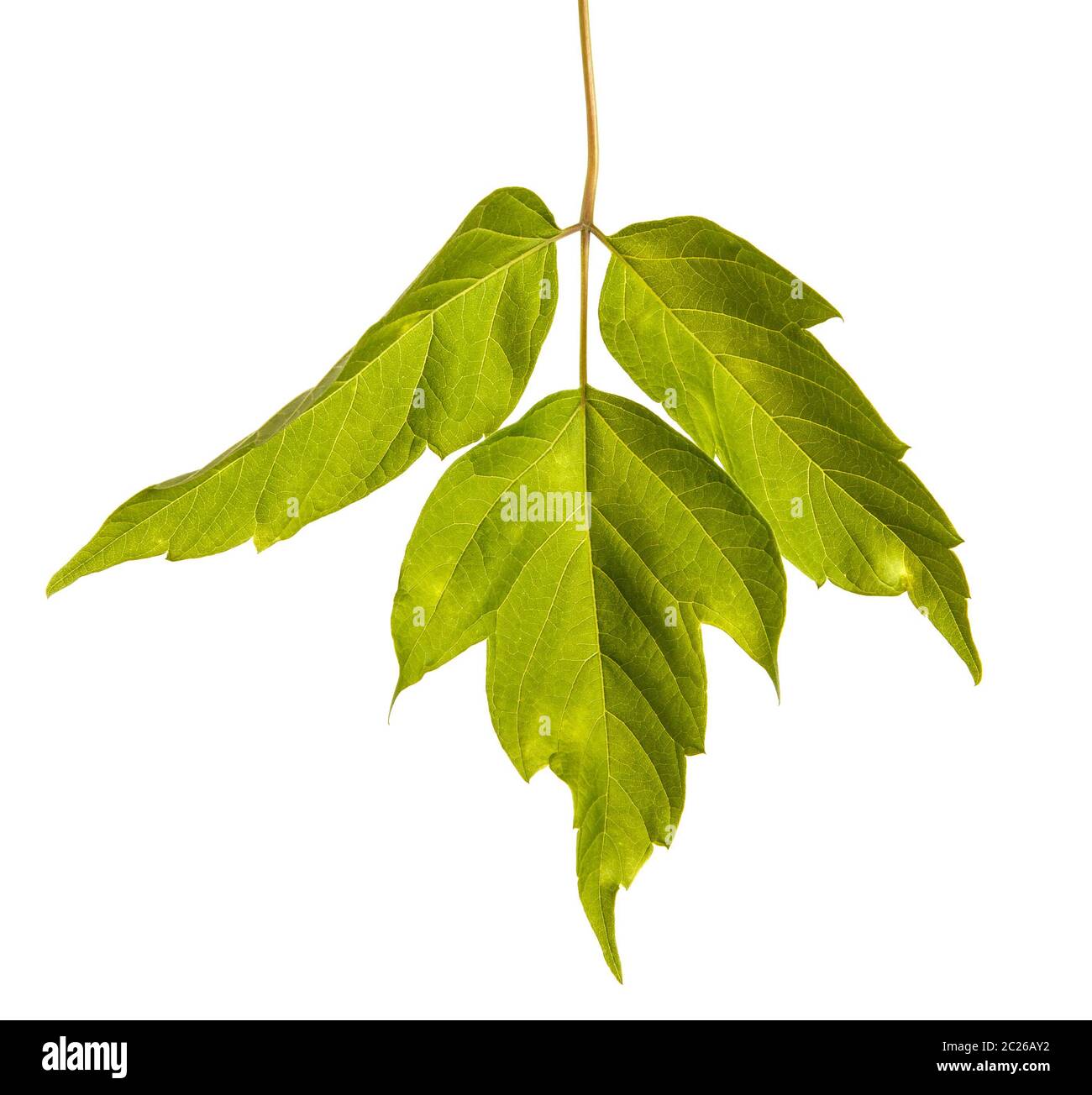 Maple branches with green leaves. Isolated on white Stock Photo - Alamy