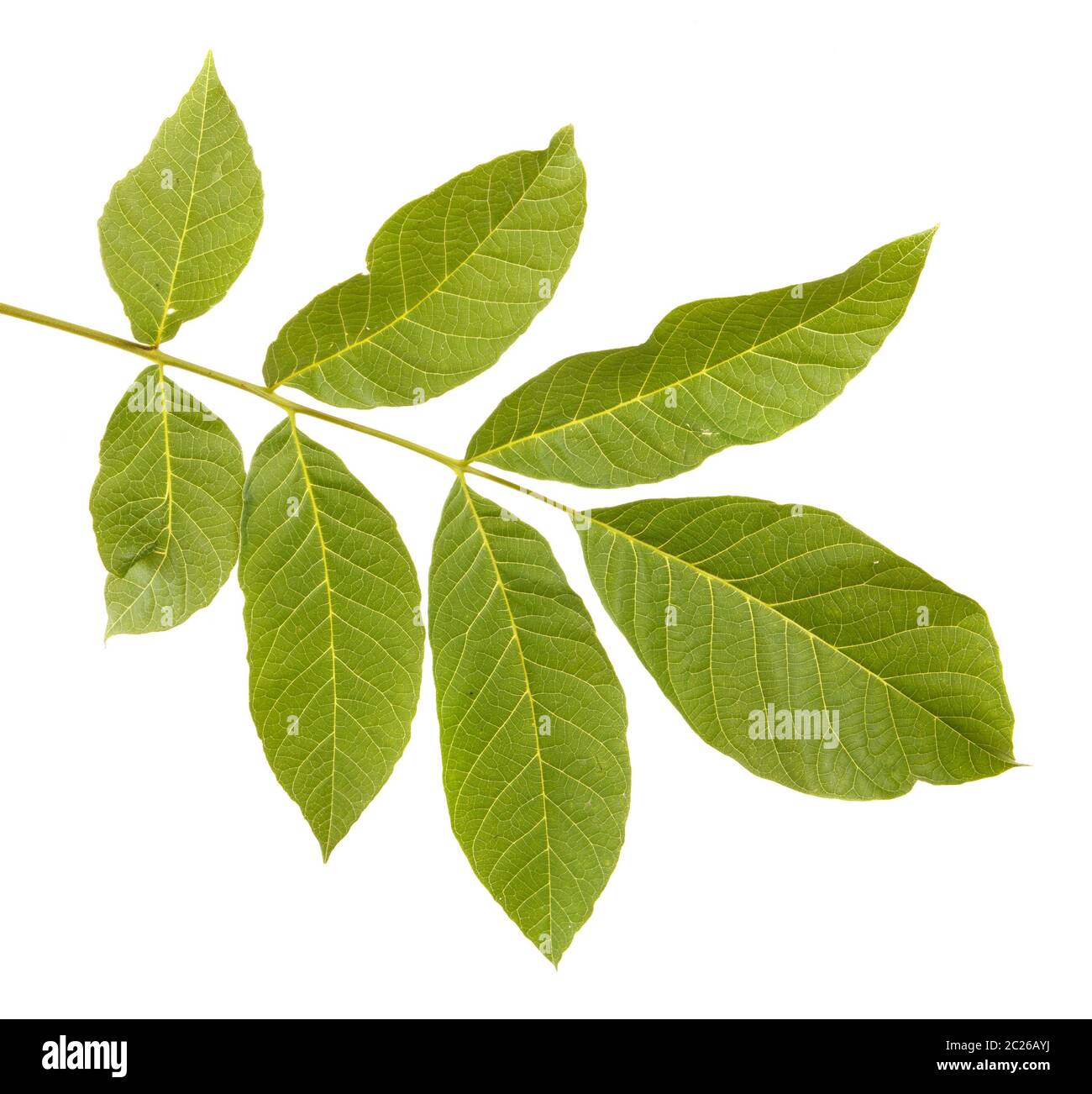 Walnut Example Walnut leaves isolated on white Stock Photo - Alamy