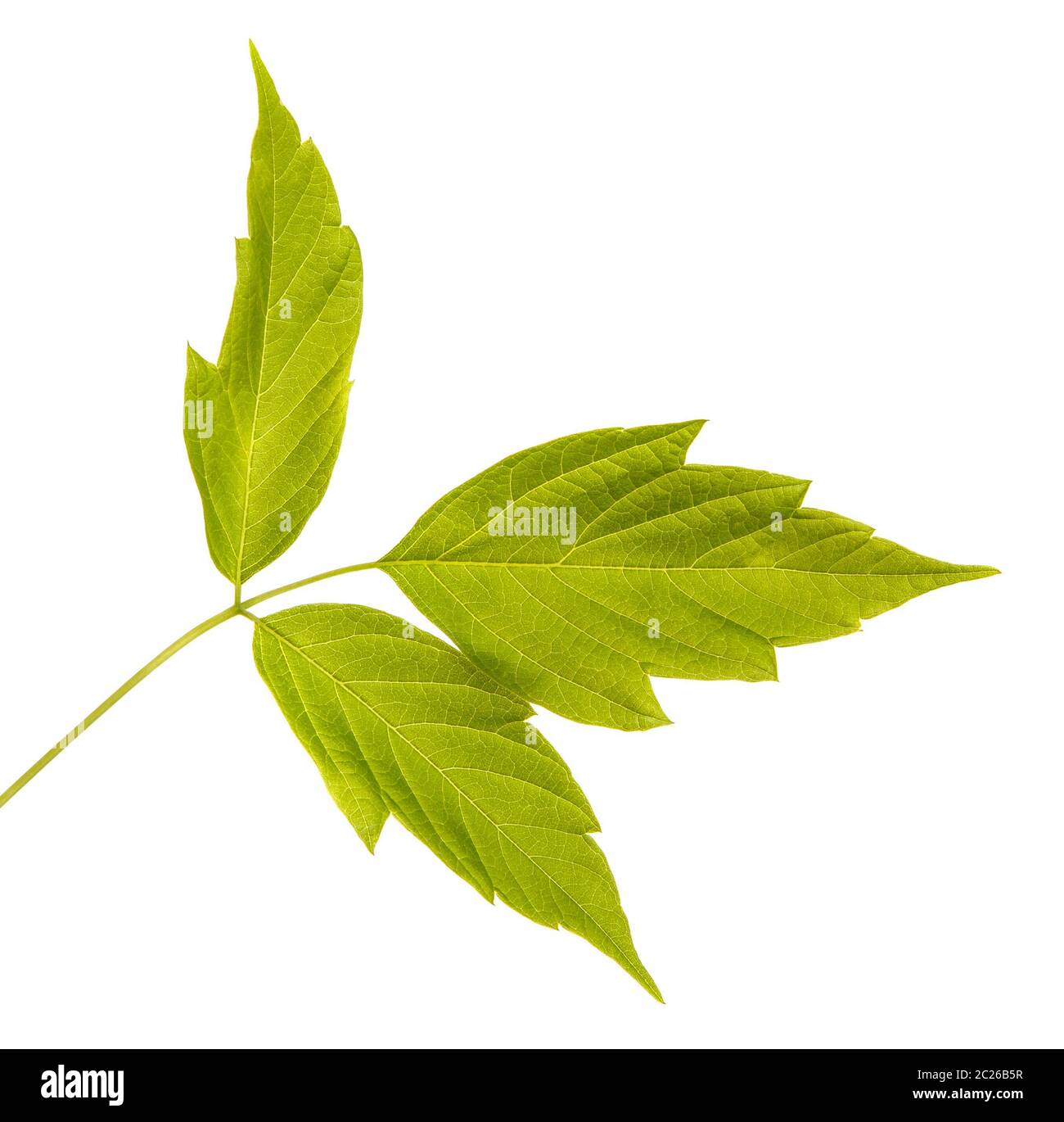 Maple branches with green leaves. Isolated on white Stock Photo - Alamy