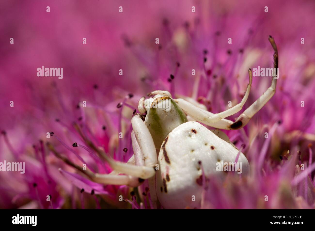 A white crab spider waits to ambush prey. Stock Photo