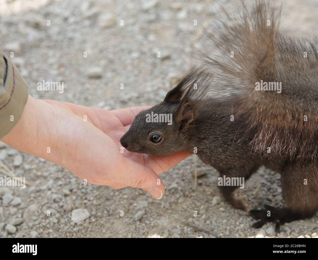 Woman feeding a squirrel with her hand. Stock Photo