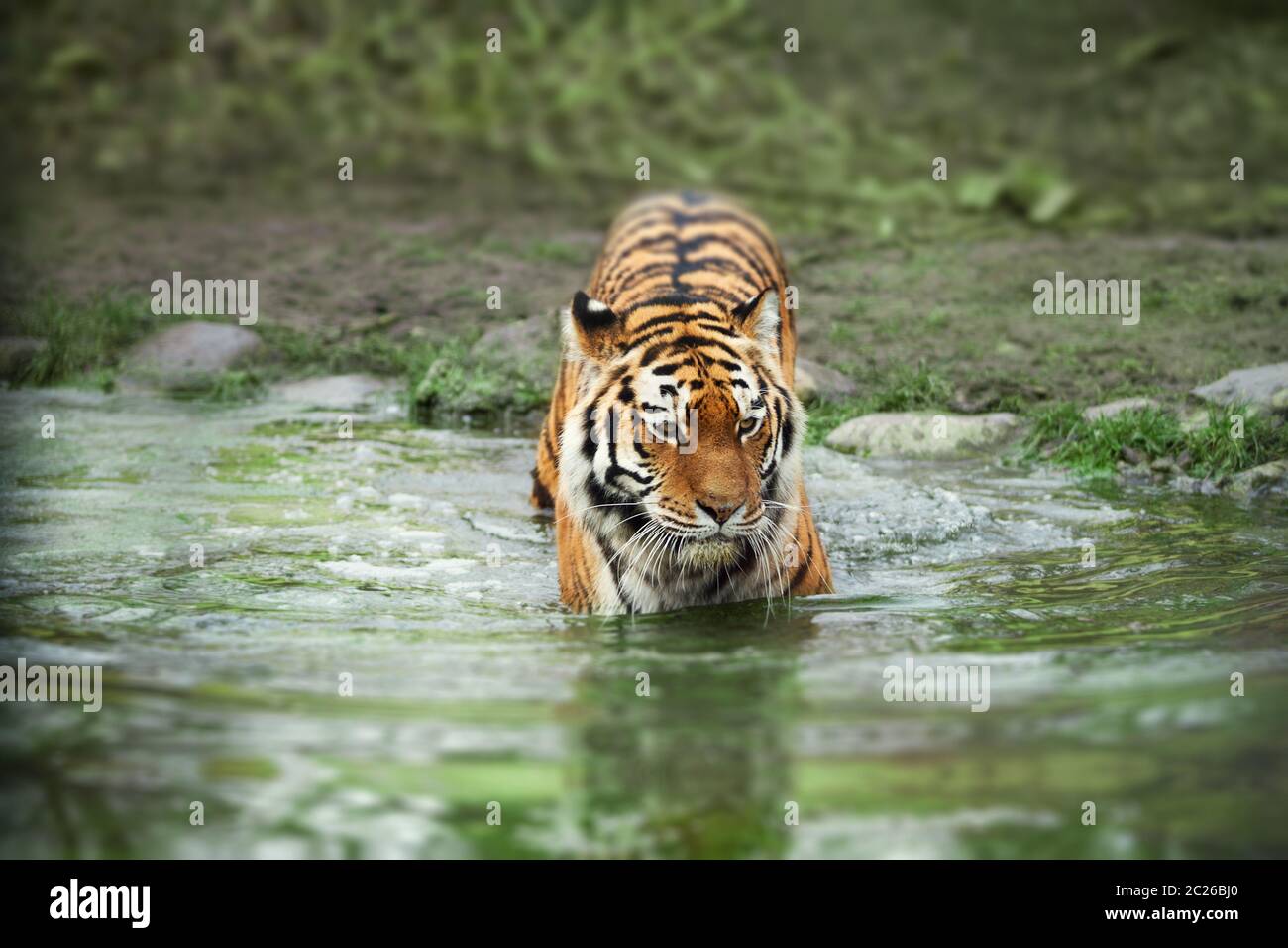 Tiger walking into the water. Nature and animal welfare concept. Stock Photo