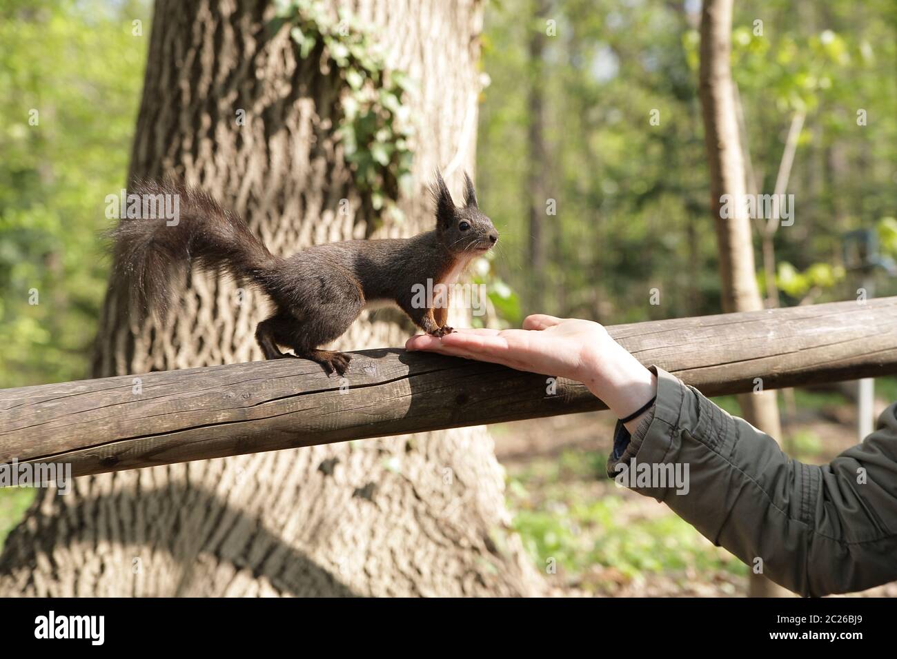 Woman feeding a squirrel with her hand. Stock Photo
