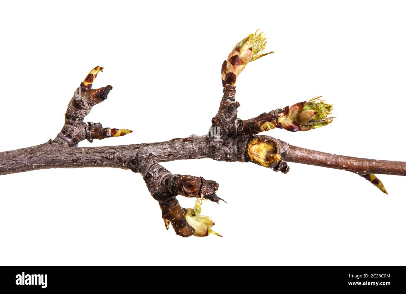 A branch of a pear with blossoming buds. Isolated on white Stock Photo