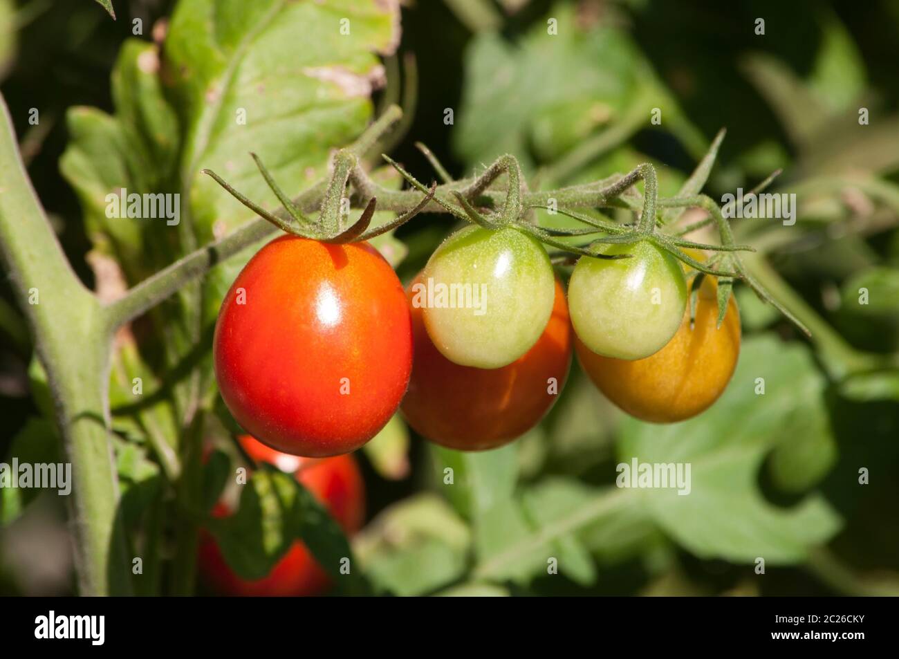 Cherry tomatoes ripening on the vine Stock Photo Alamy