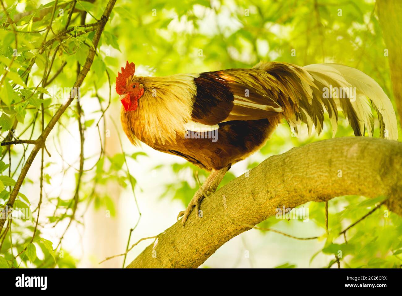 Rooster sitting on a tree. Organic farmng concept. Stock Photo