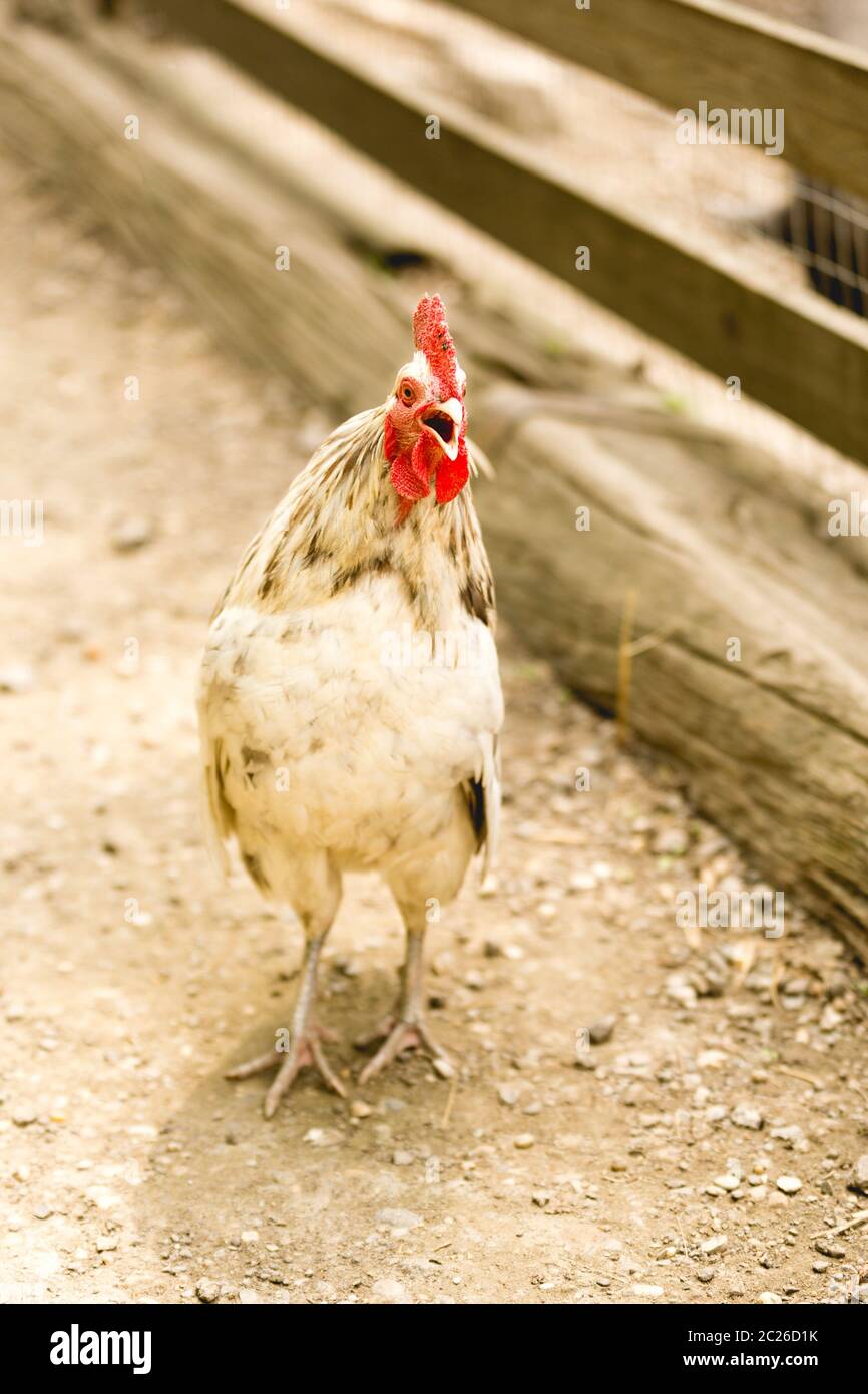 Free running and crowing rooster on a farm. Organic farming concept. Stock Photo