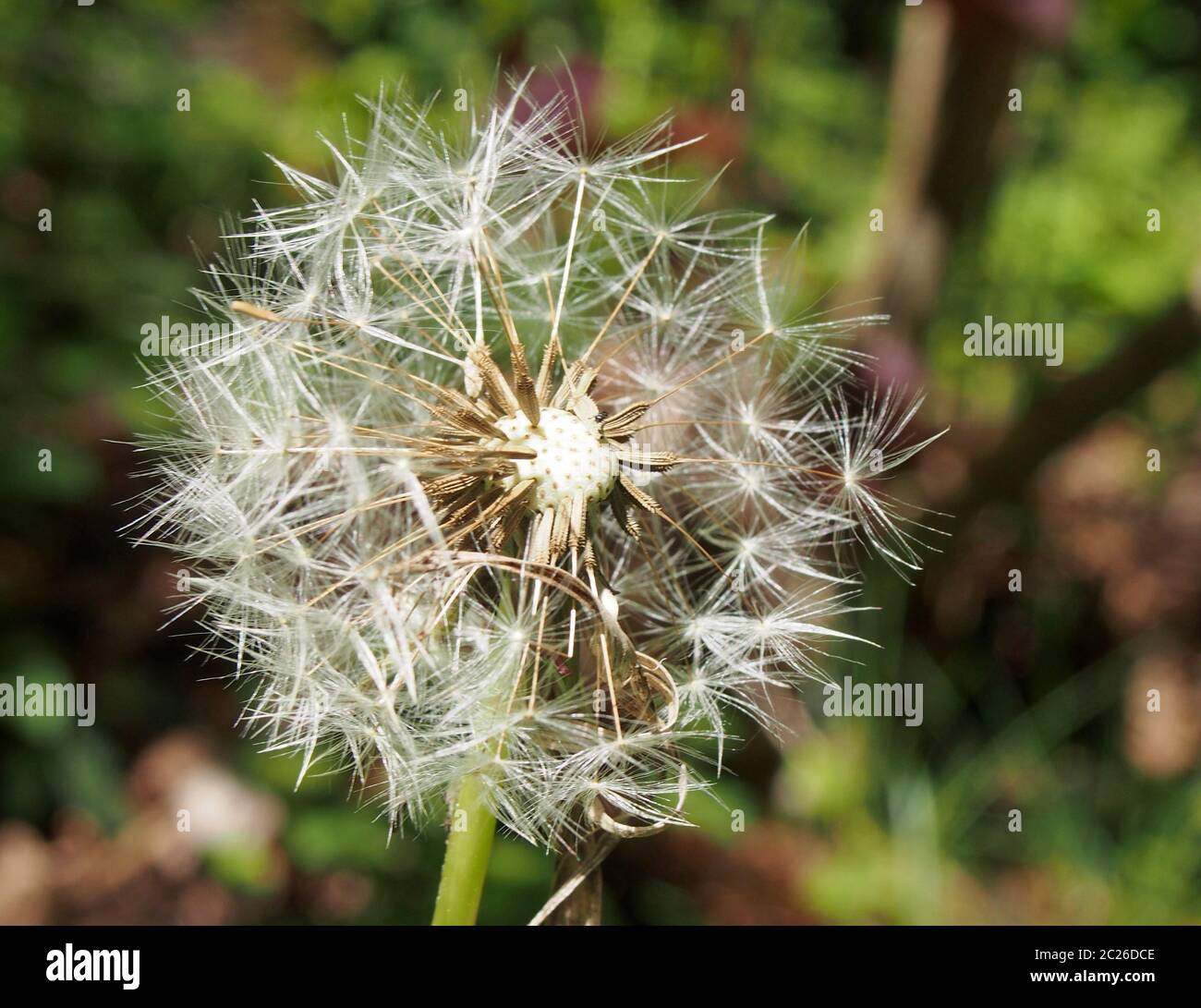 dandelion clock in close up with seeds separating from the flower ...