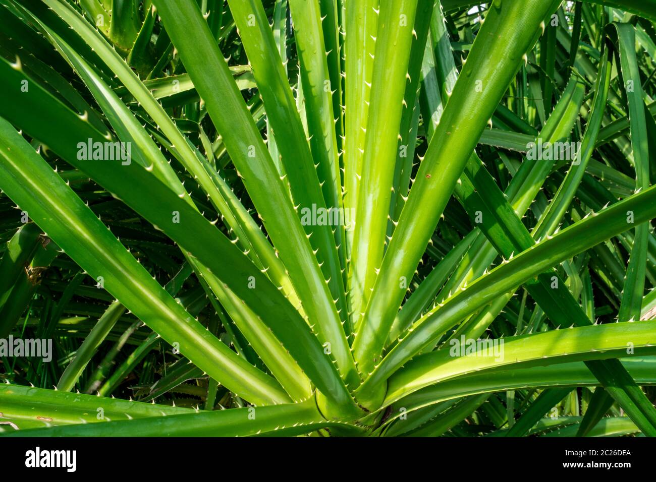 Pandanus tectorius, Pandanus odoratissimus tree with natural sunlight
