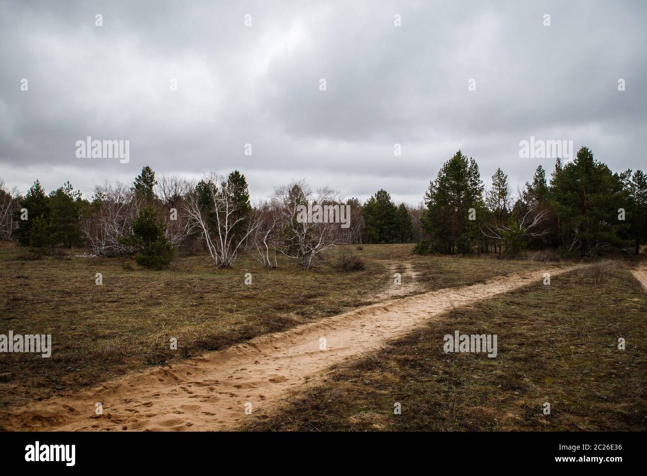 thick pine forest. landscape Stock Photo