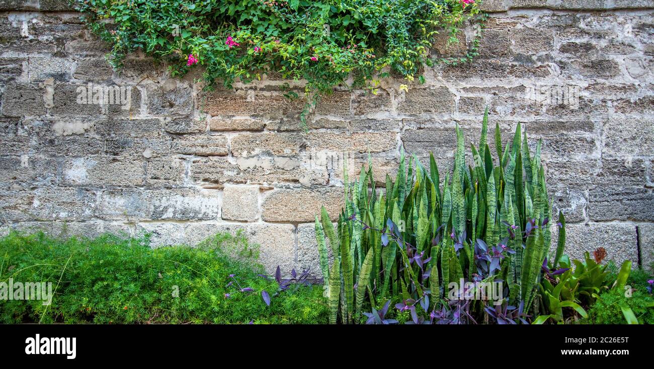 Plants and flowers growing along a stone wall Stock Photo - Alamy