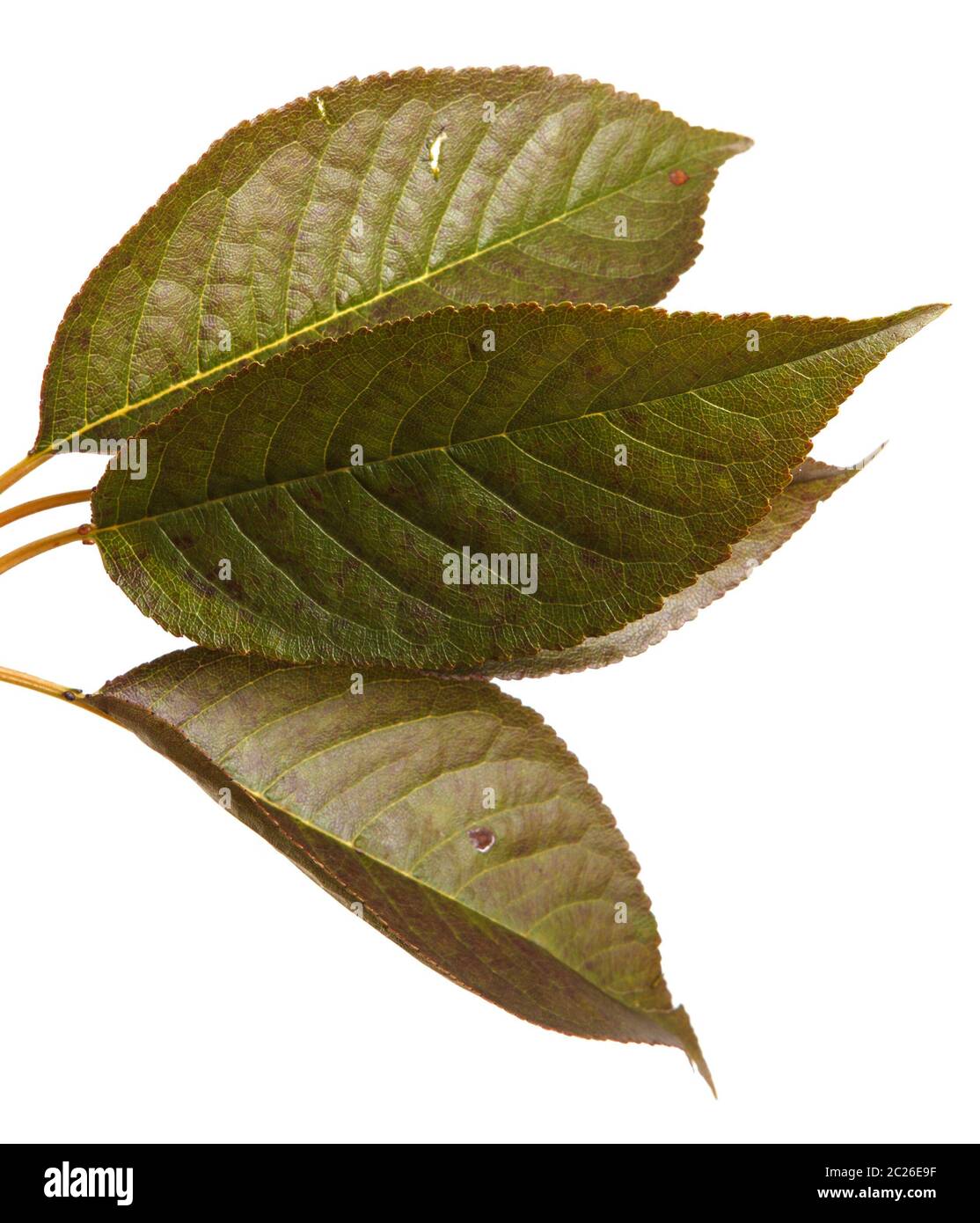cherry tree leaf isolated on white Stock Photo