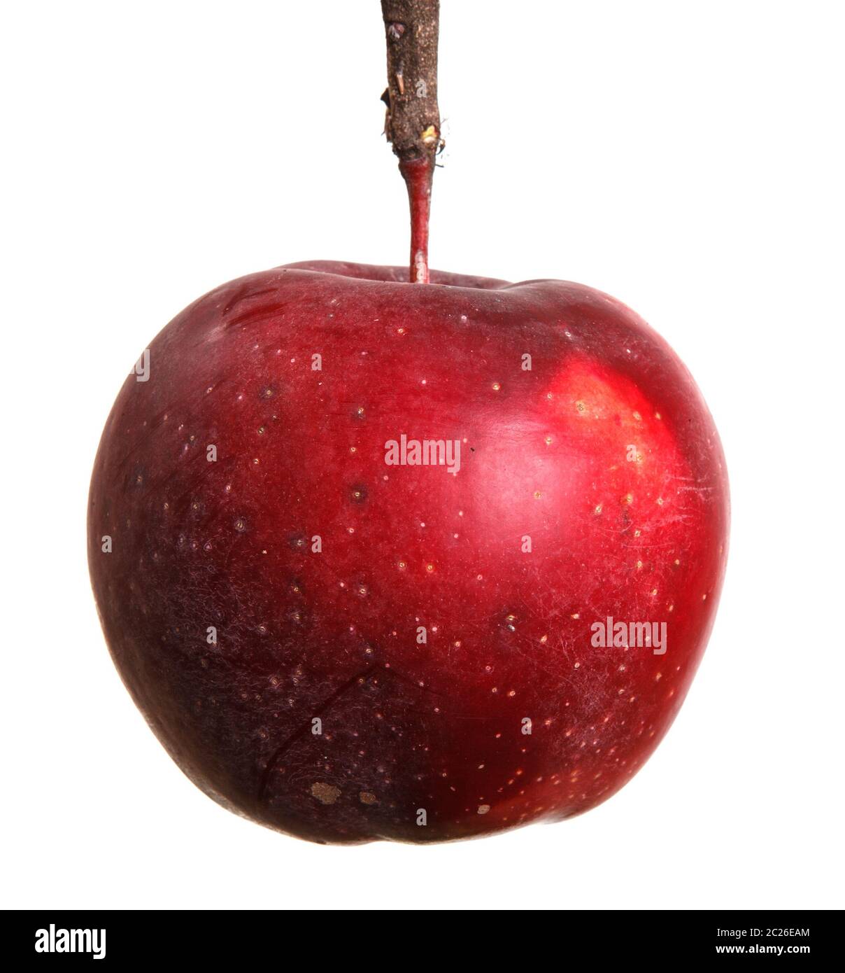 ripe apple on the petiole. isolated on white Stock Photo - Alamy