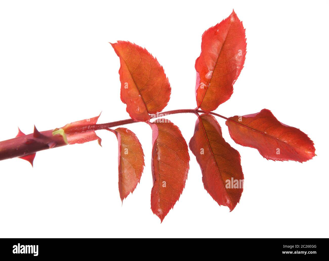 rose bush branch isolated on white Stock Photo