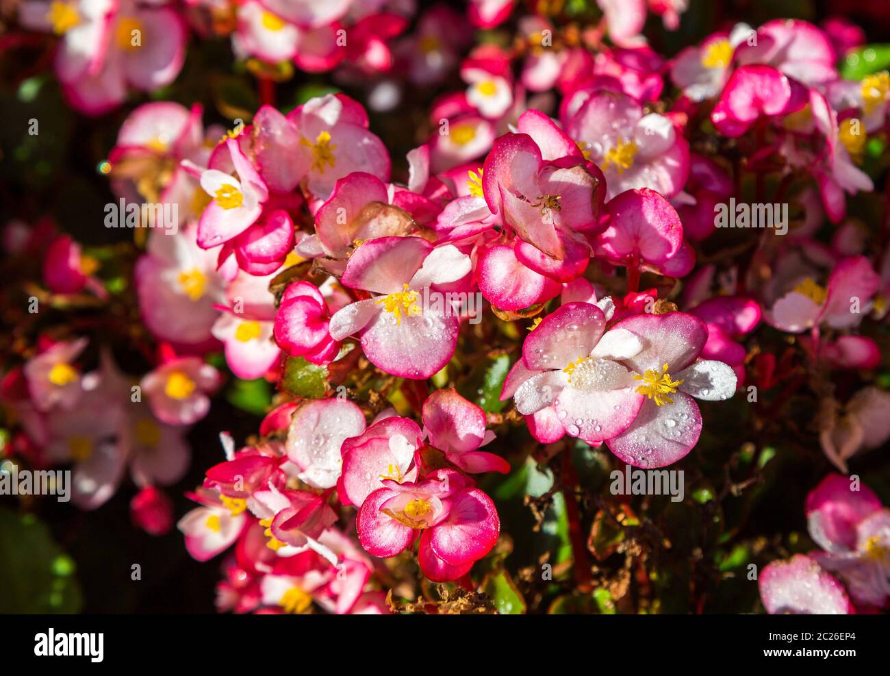 begonia flowers Stock Photo
