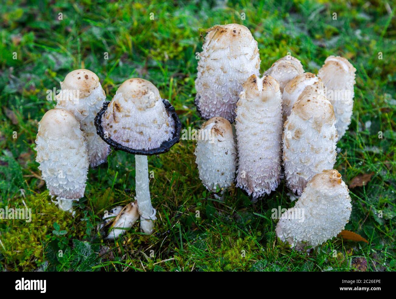Ink mushroom (Coprinus comatus) Stock Photo