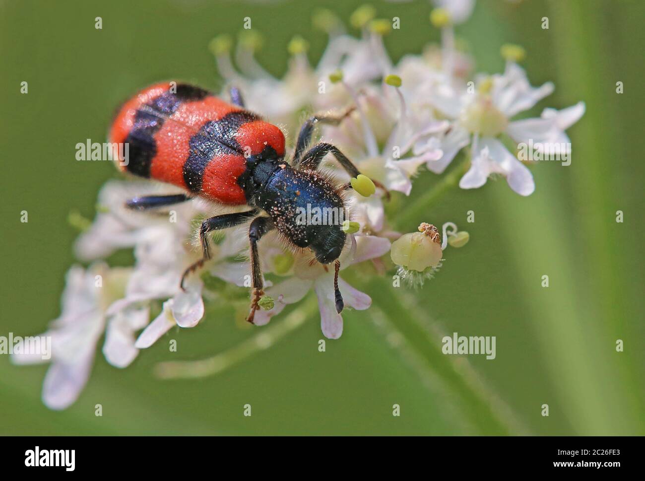 Macro Beetle Trichodes apiarius Stock Photo