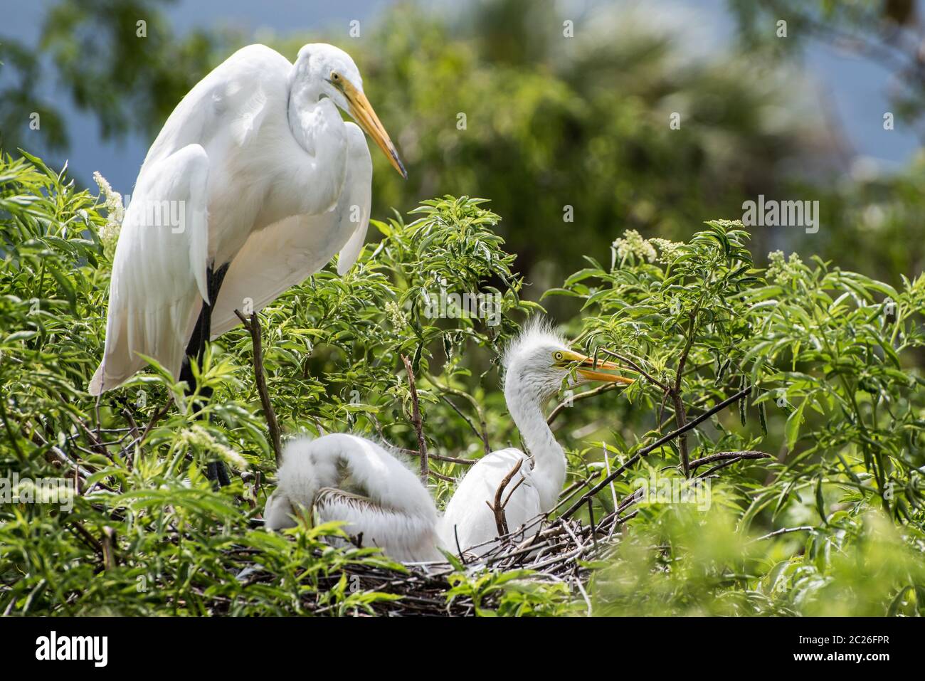 Green Heron Chick High Resolution Stock Photography And Images Alamy