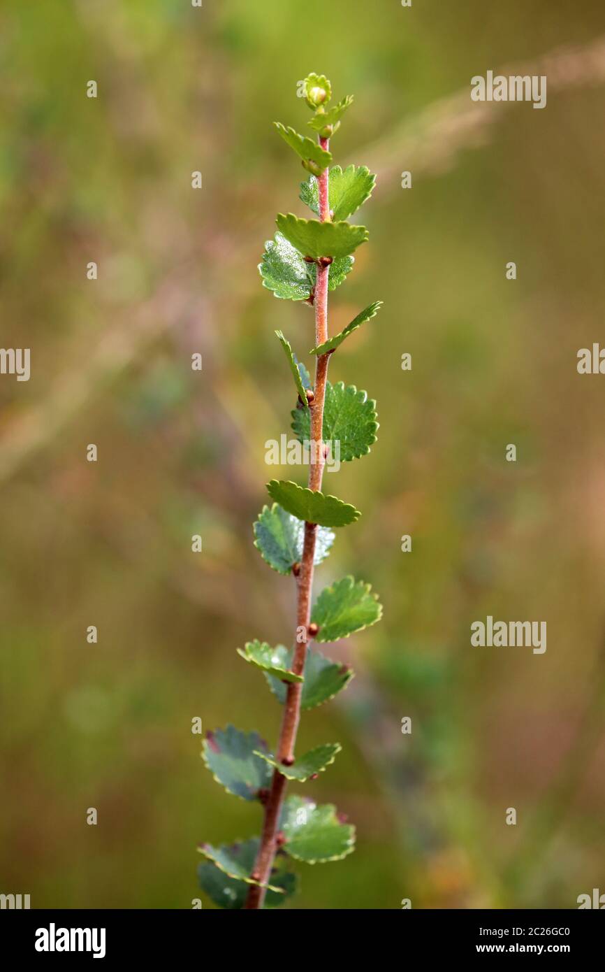 Ice Age relic Dwarf birch or polar birch Betula nana from the Wasenmoos near Mittersill Stock Photo