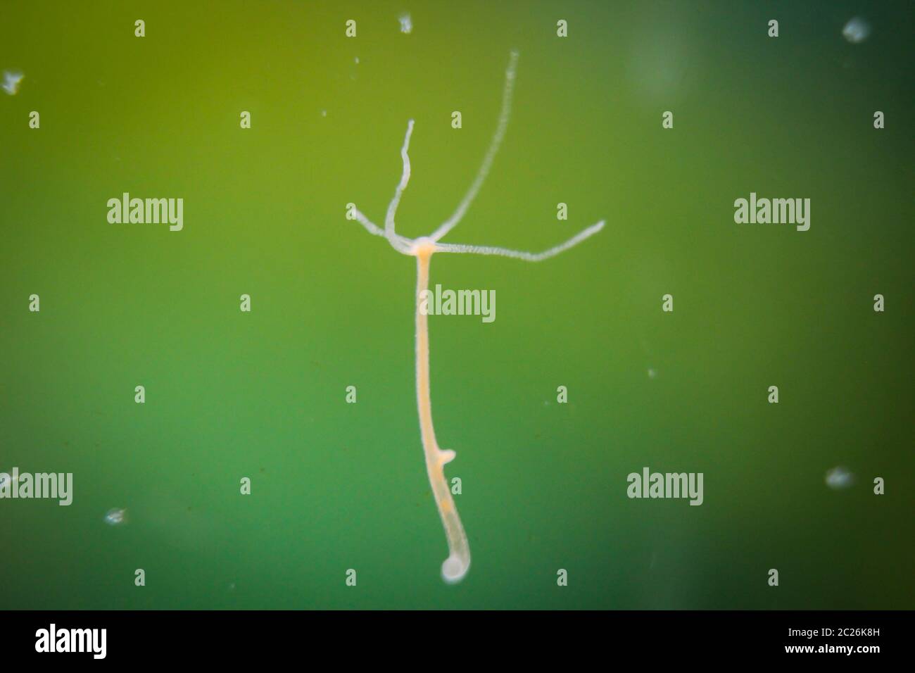 Hydra is a genus of small freshwater animals of the phylum Cnidaria