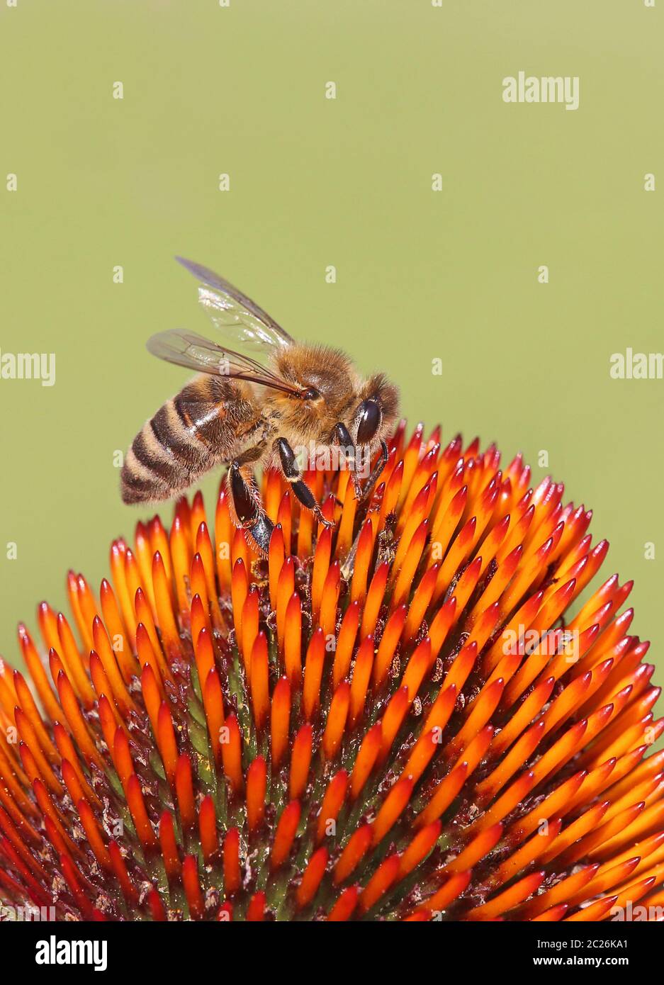 Macro image honeybee Apis mellifera on sun hat Echinacea purpurea Stock Photo