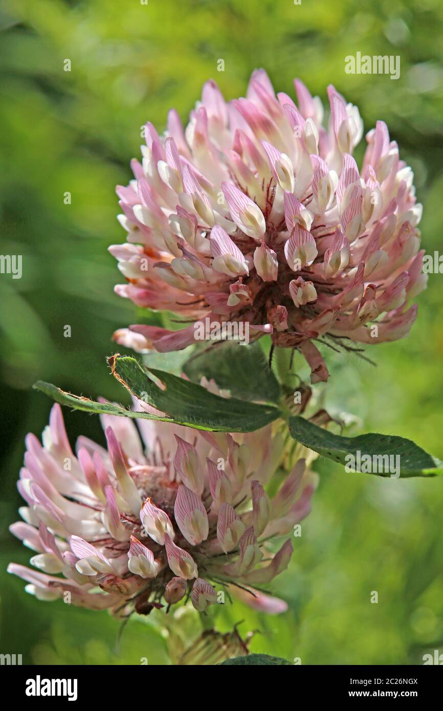 Alpine meadow clover Trifolium pratense nivale Stock Photo