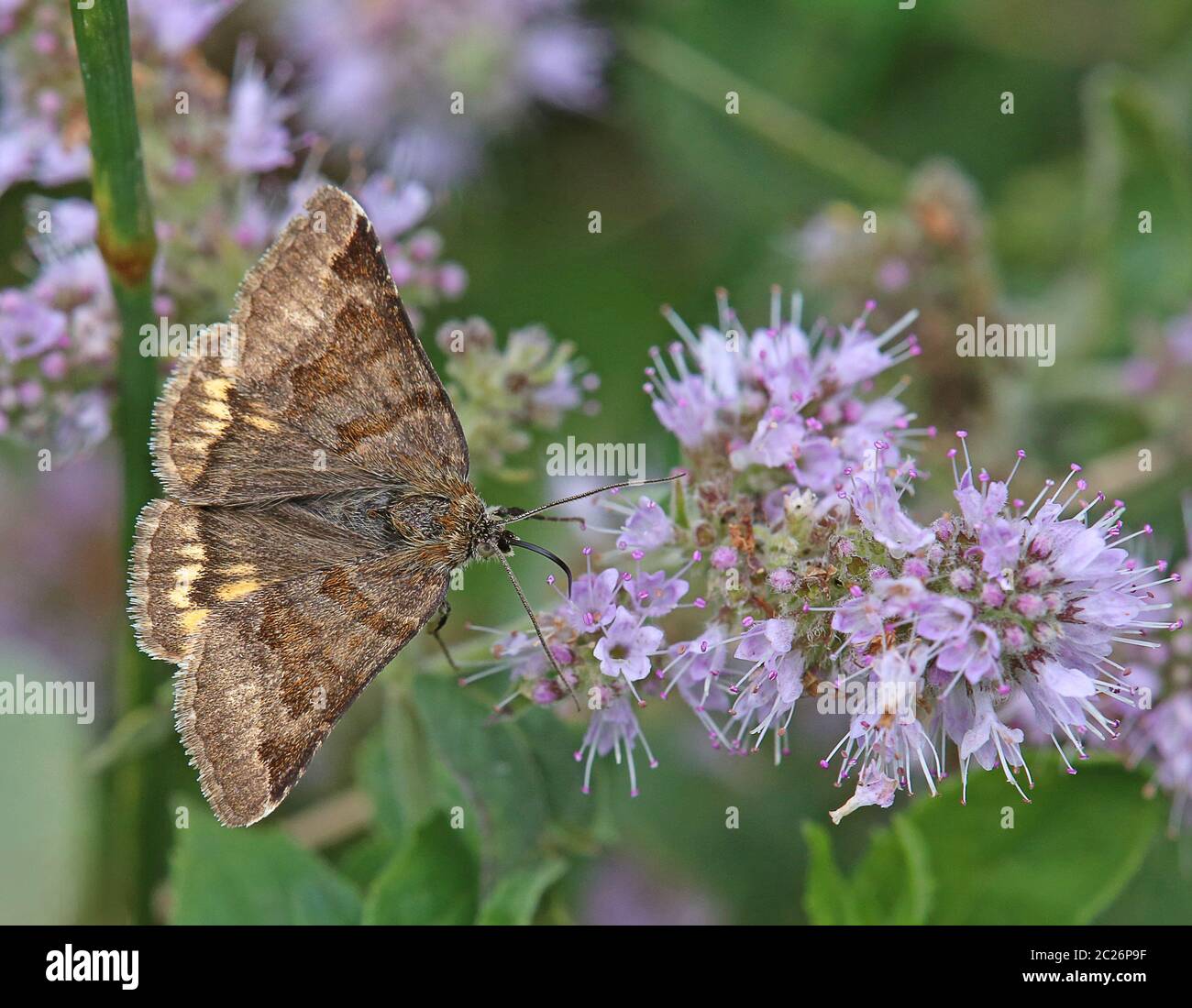 Brown day owl Euclidia glyphica from Uttendorf in pinzgau Stock Photo