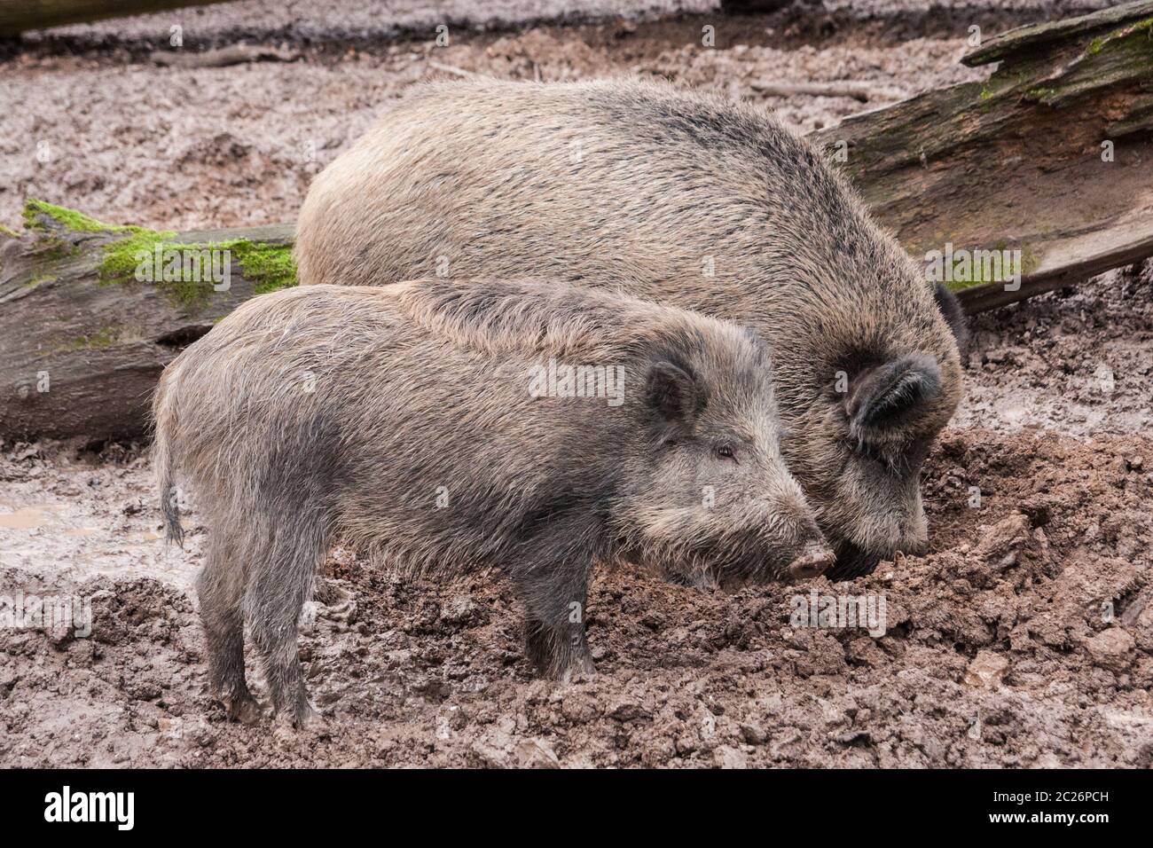 Two hairy porks in the mud. Wildlife and farming concept. Stock Photo