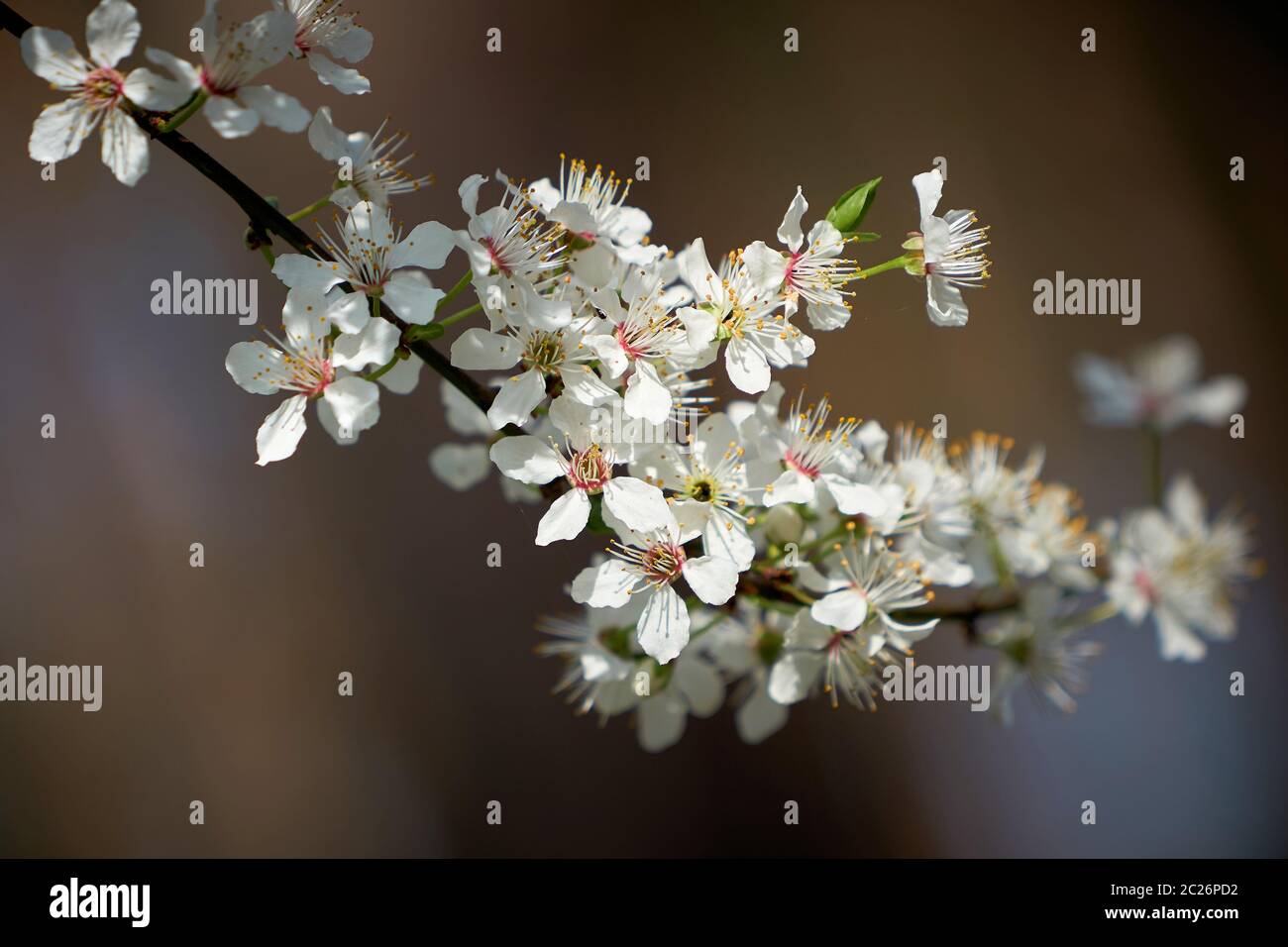 Blossoms on a wild cherry tree in spring Stock Photo