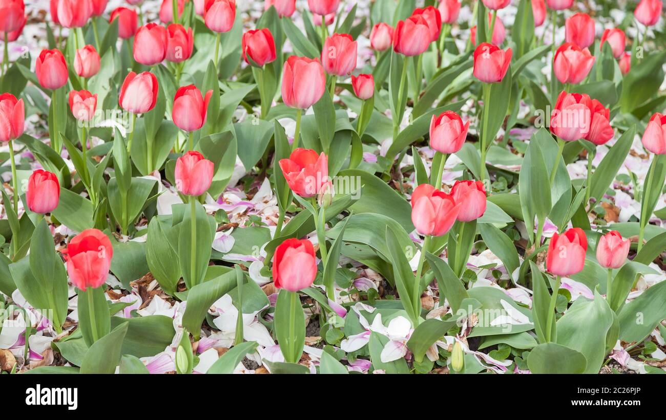 Red tulips in the garden. Gardening Stock Photo
