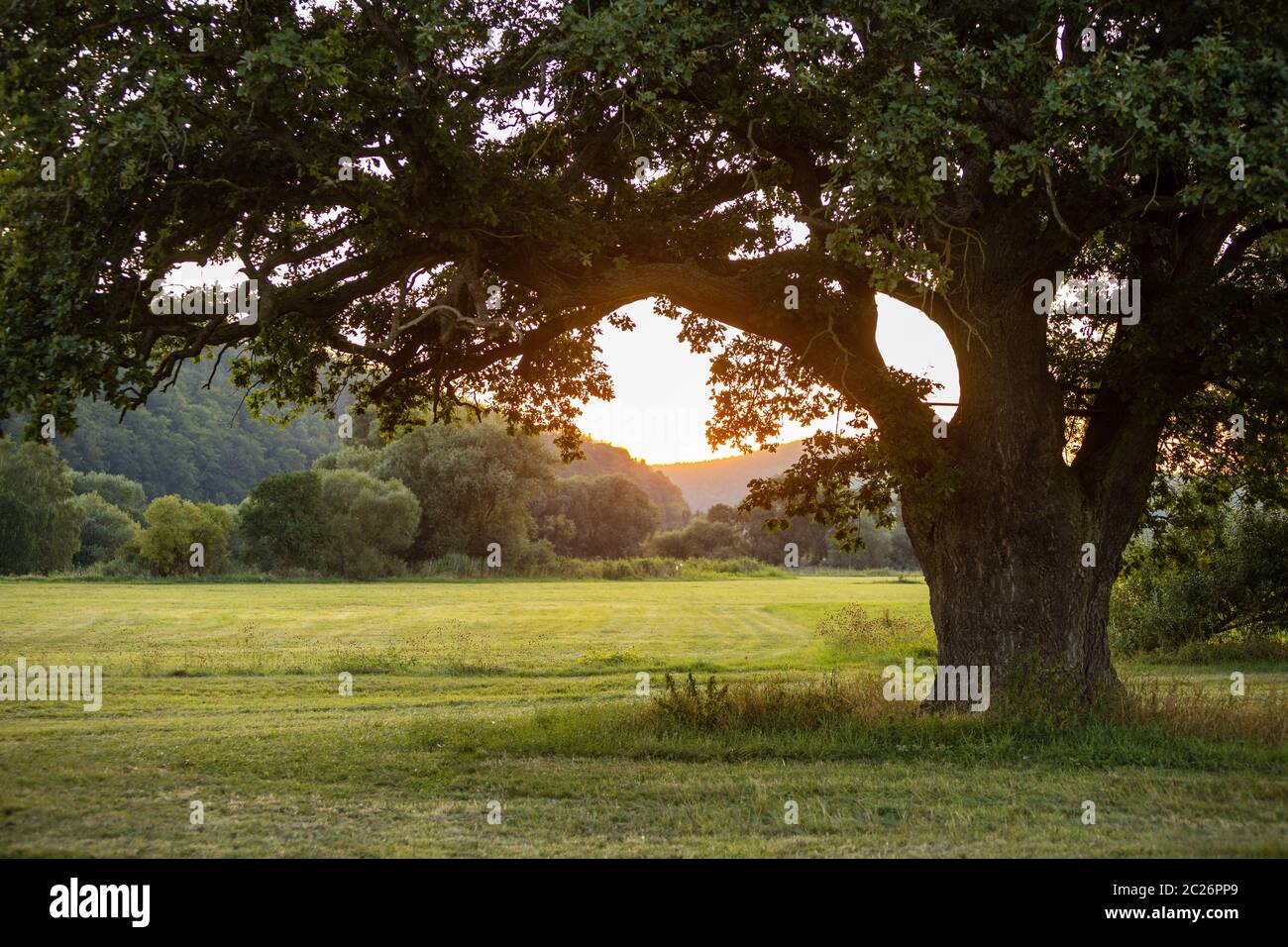Sunlight sunset oak tree hi-res stock photography and images - Alamy