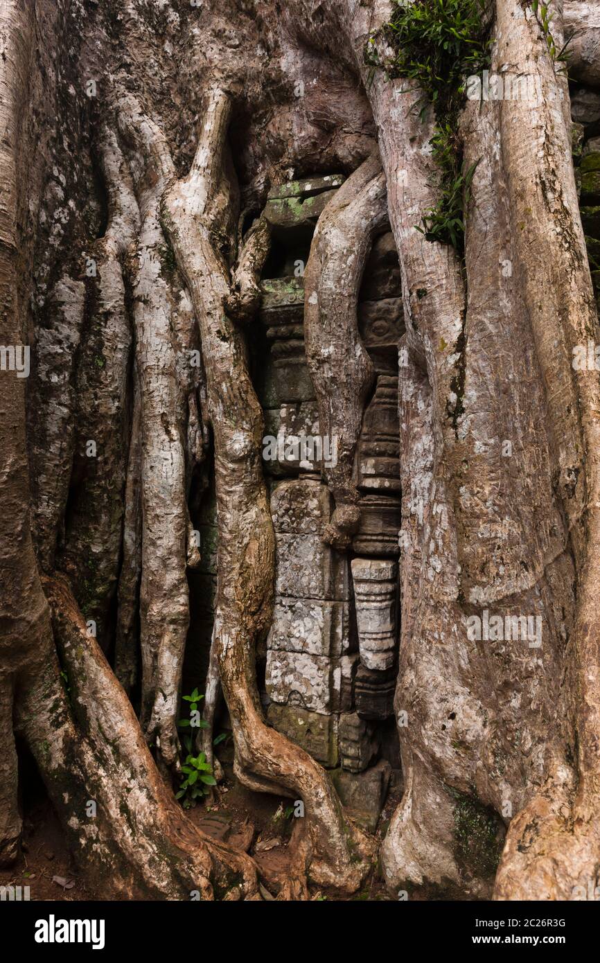Ta Prohm Temple, corroded by root of giant tree, Ancient Khmer temple, Angkor Archaeological Park, Siem Reap, Cambodia, Southeast Asia, Asia Stock Photo