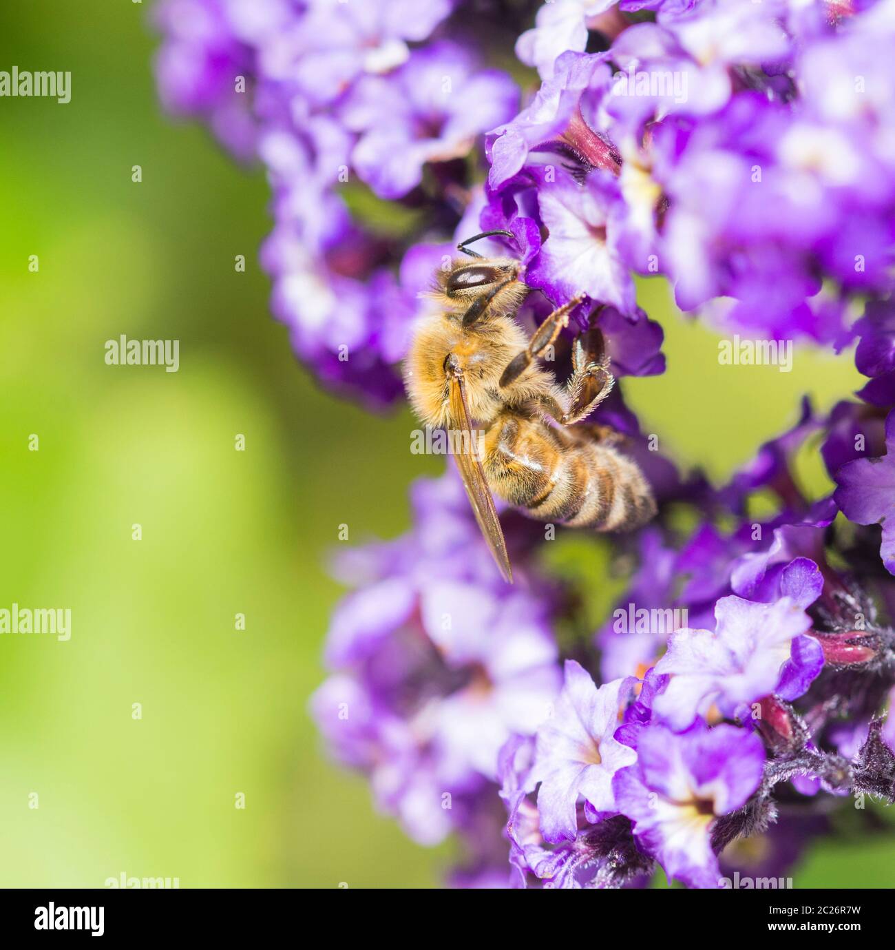 Closeup bee hi-res stock photography and images - Alamy