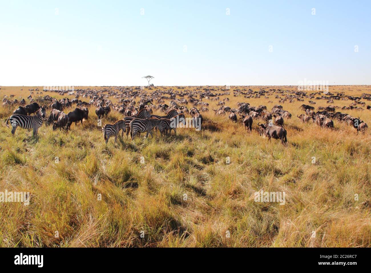 Great migration in the Maasai Mara Stock Photo