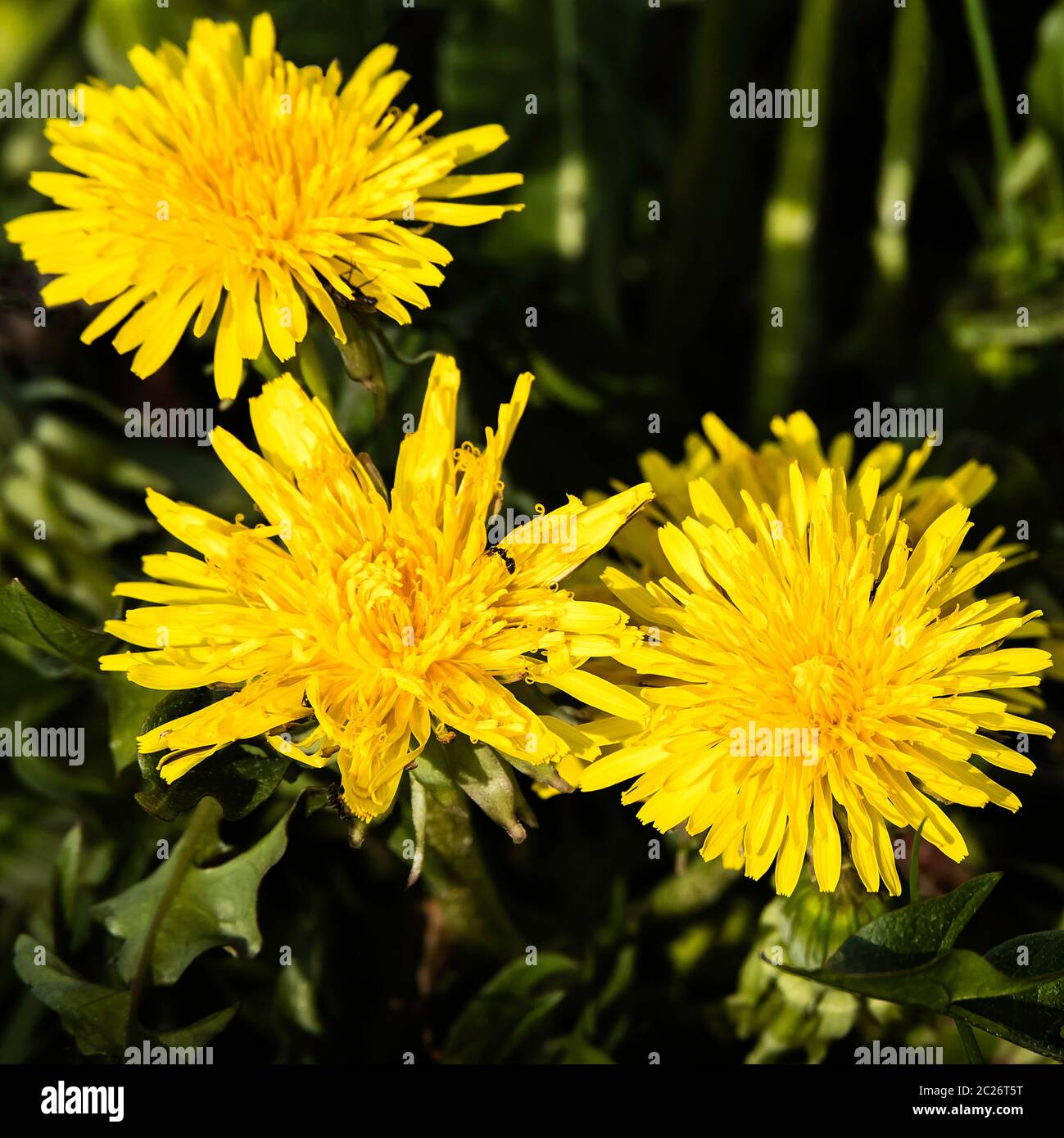 Flowering of the dandelion is not a weed, but insect food Stock Photo