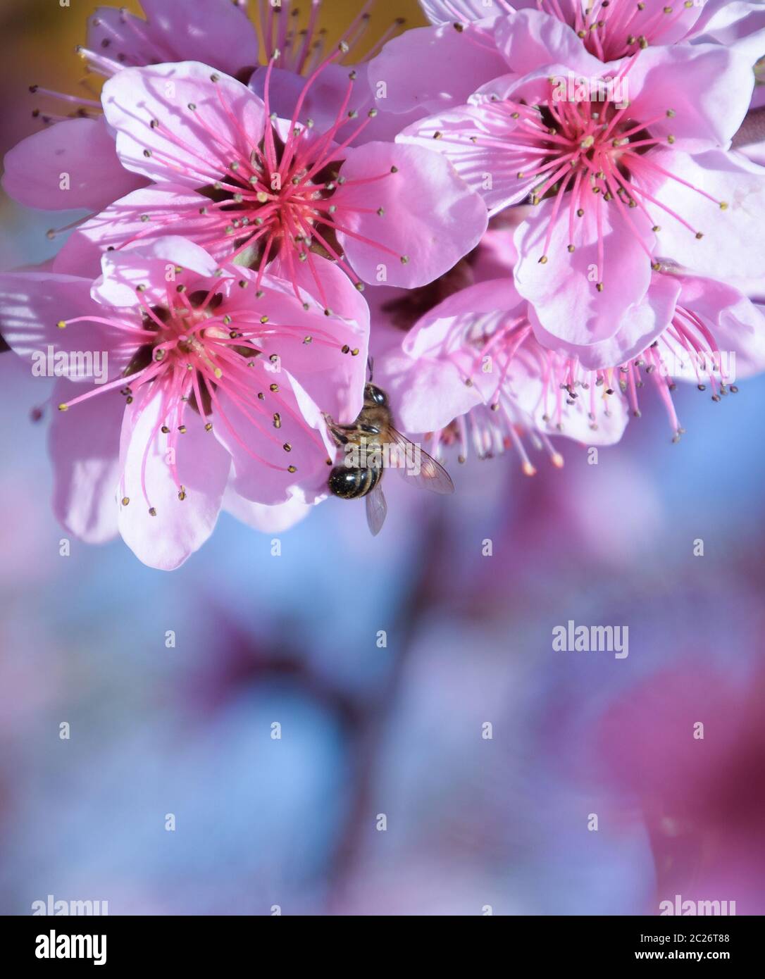 Pollination of flowers by bees peach. White pear flowers is a source of