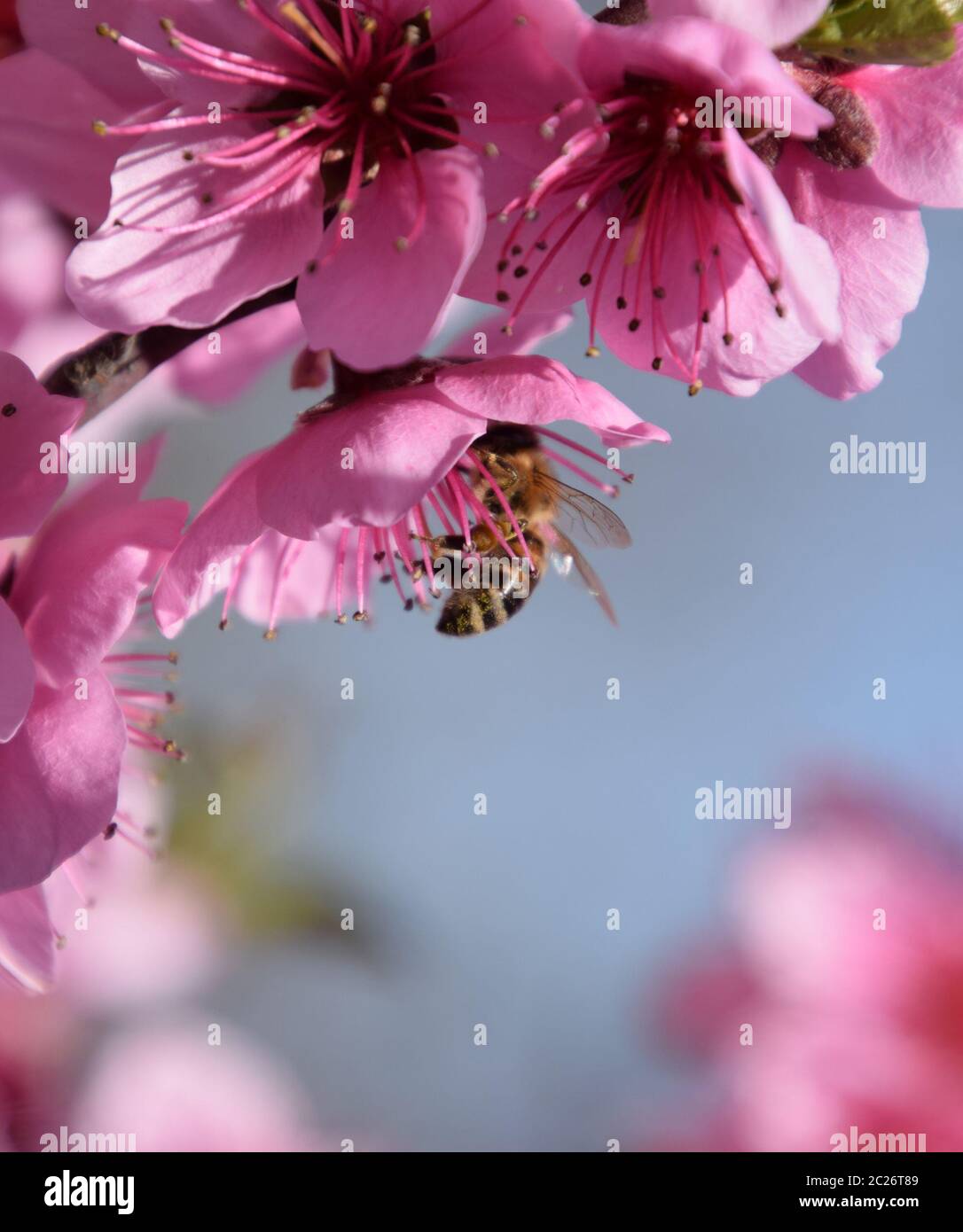 Pollination Of Apple Trees High Resolution Stock Photography and Images ...