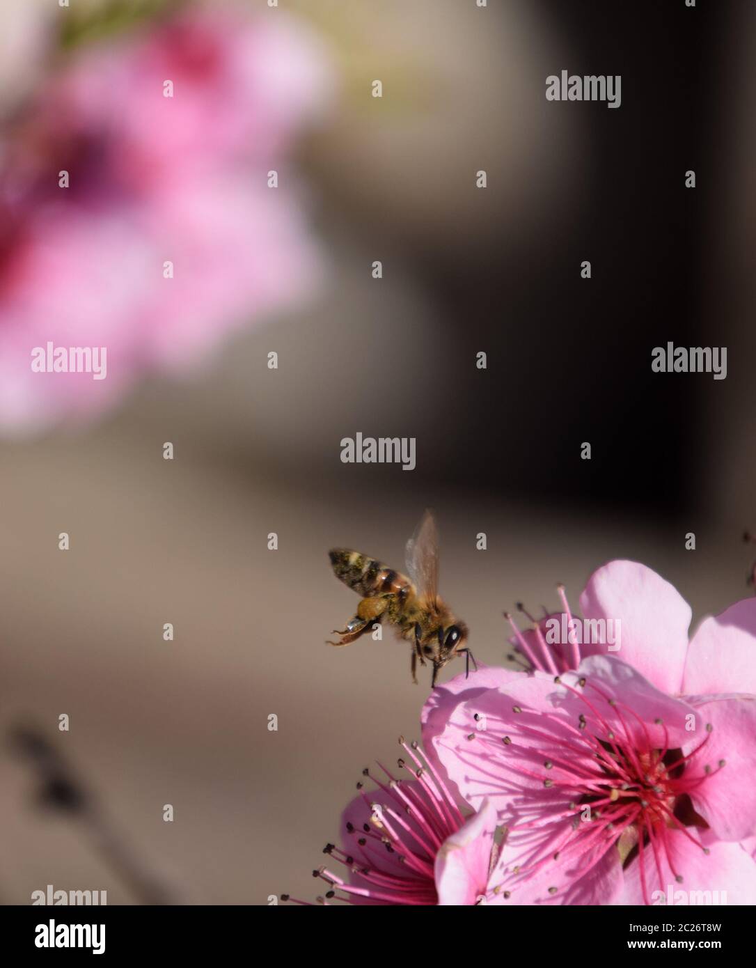 Pollination of flowers by bees peach. White pear flowers is a source of