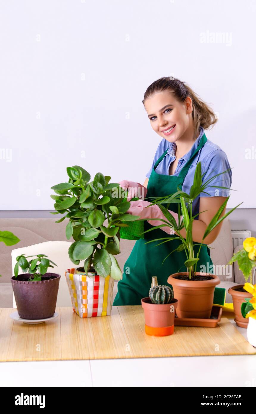 Dusting house plants hires stock photography and images Alamy