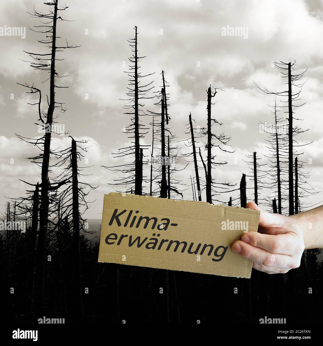 Warming Tree Sign Cardboard sign with the inscription Global Warming. In the background a ...
